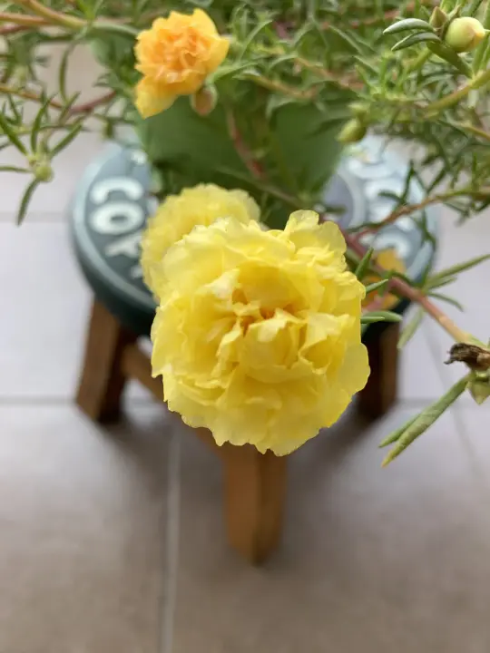 Cr07 Summer Of Joy Carnation 10 X Japanese Rose Cutting Keratan Ros Jepun Lazada