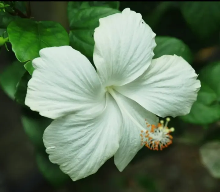 Pokok Bunga Raya Putih Lazada