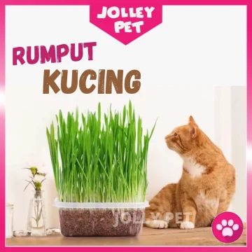 Beli pokok galak kucing Pada Harga Terendah  Lazada.com.my