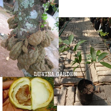 Beli Buah Katak Puru Pada Harga Terendah Lazada Com My