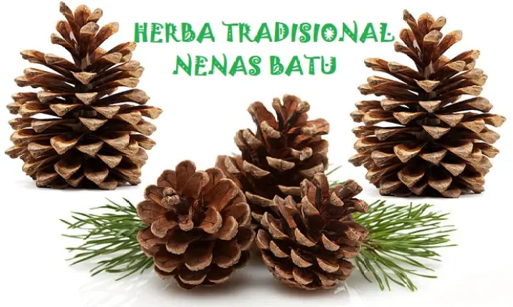 Buy 1 Free 1 Nenas Batu Tempatan Baik Untuk Ibu Selepas Bersalin Lazada