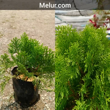 Beli Pokok Pine Pada Harga Terendah Lazada Com My