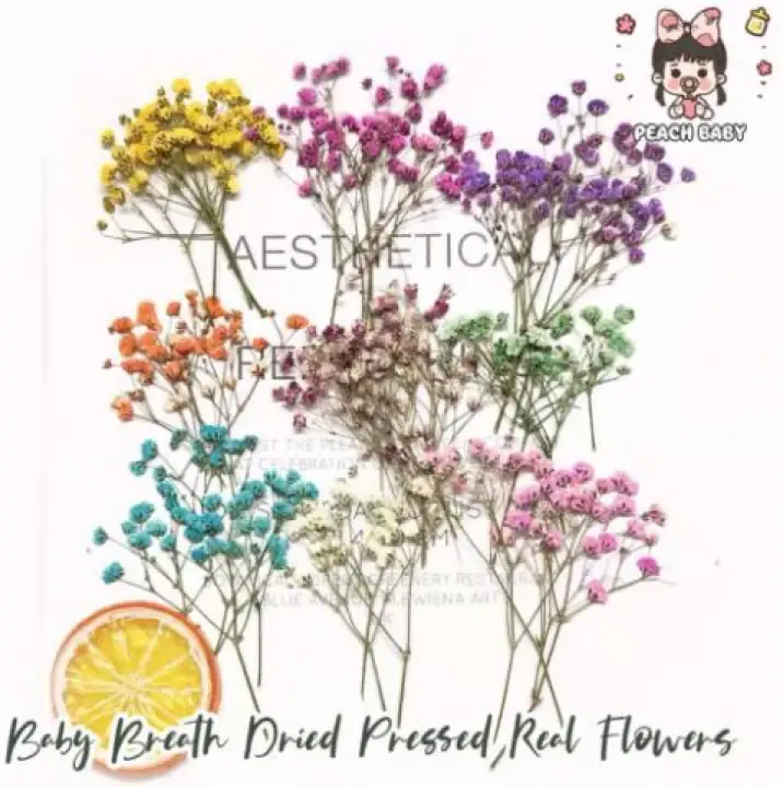 Baby Breath Real Pressed Dried Flowers Expoxy Resin Diy Casing Handcraft Accessories Plant Specimen Peach Baby 满天星diy干花压花押花水植物标本晶滴胶 Lazada