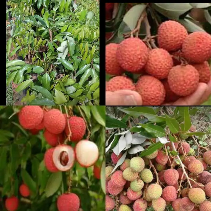 Anak Pokok Laici Hybrid Lazada