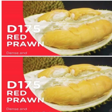 Beli pokok durian udang merah hybrid Pada Harga Terendah Lazada