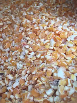 Beli Jagung Ayam 50kg Pada Harga Terendah Lazada Com My