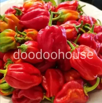 Beli Pokok Cili Besar Pada Harga Terendah Lazada Com My