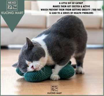 Beli rumput makanan kucing Pada Harga Terendah Lazada.com.my