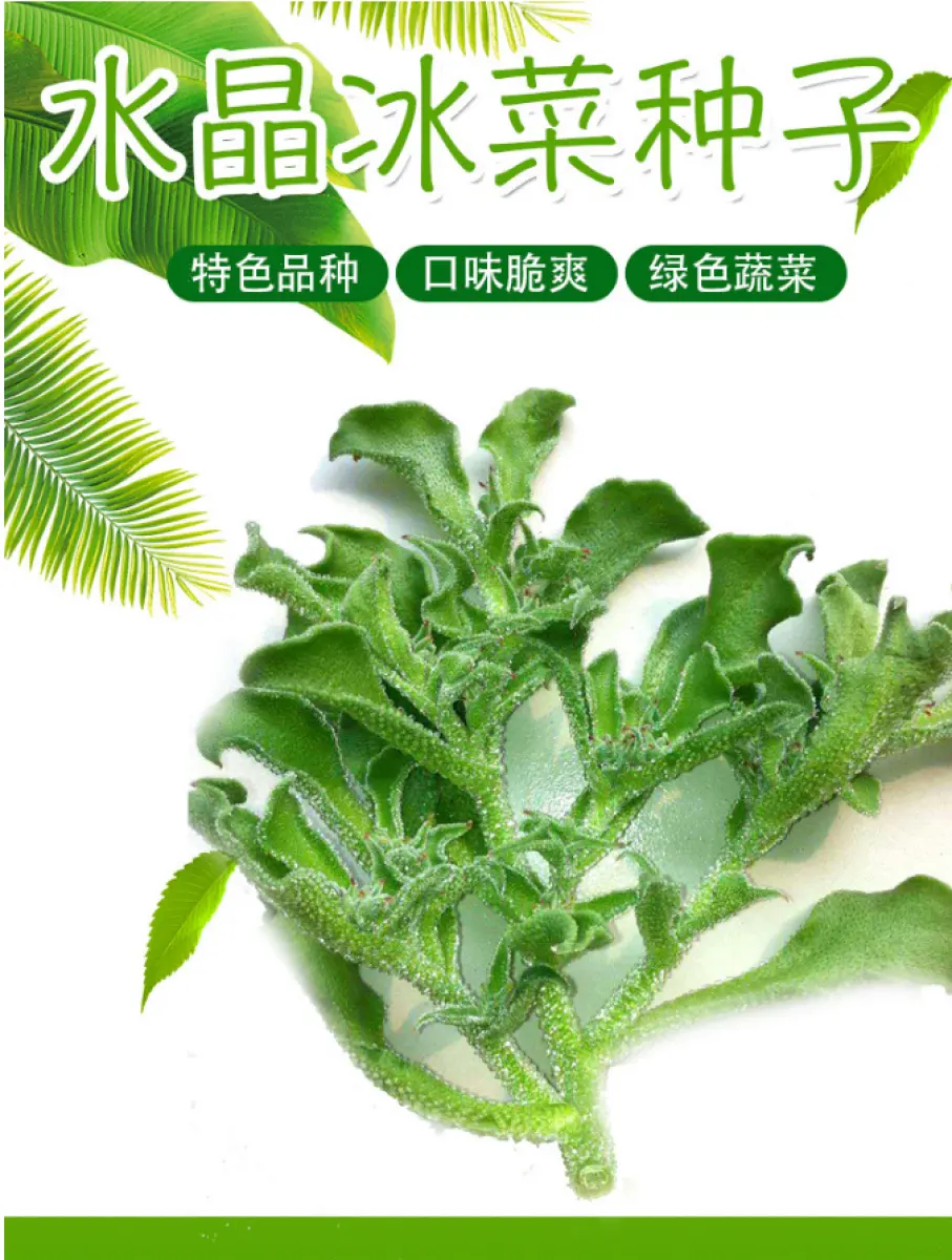 Gnc Vege Seeds Ice Plant Vegetable Vege Benih Sayur Seed 冰菜 Biji Benih Pokok Buah Lazada
