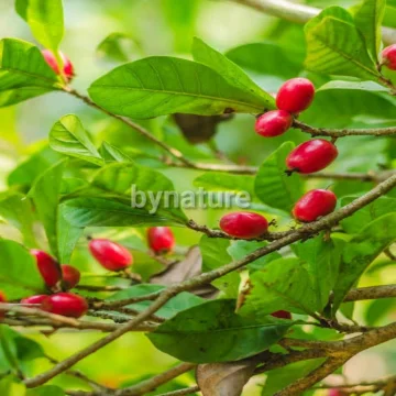 Beli Pokok Buah Ajaib Pada Harga Terendah Lazada Com My