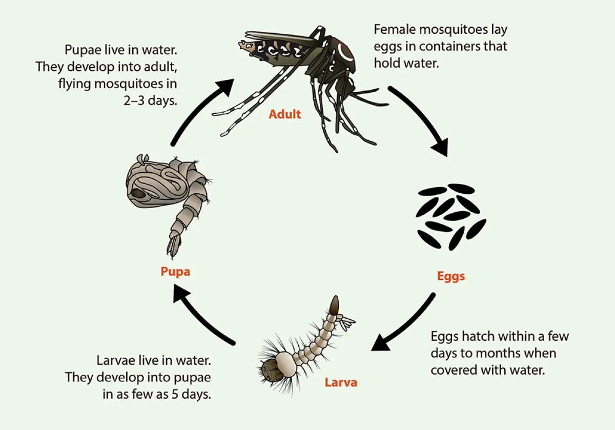 10x10gm Basf Abate 1 1g Aedes Mosquito Larvae Killer Ubat Jejentik Temephos Racun Jentik Jentik Aedes Lazada