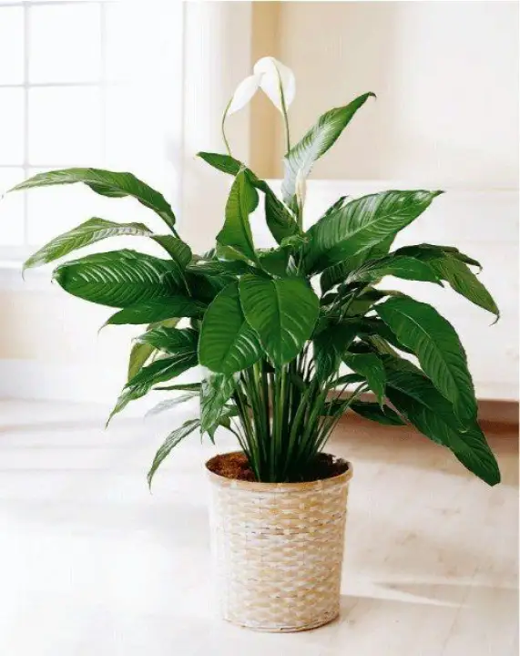 Indoor Plant Spathiphyllum Peace Lily Series 白鹤芋系列 Lazada