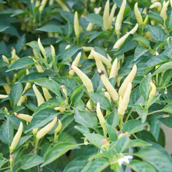 Ready Stock 15pcs White Chili Seeds Biji Benih Cili Padi Putih Lazada