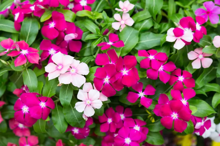 Vinca Flower Plant Periwinkle Anak Pokok Bunga Vinca Live Plant Color Randomly Pick Based On Availability Lazada