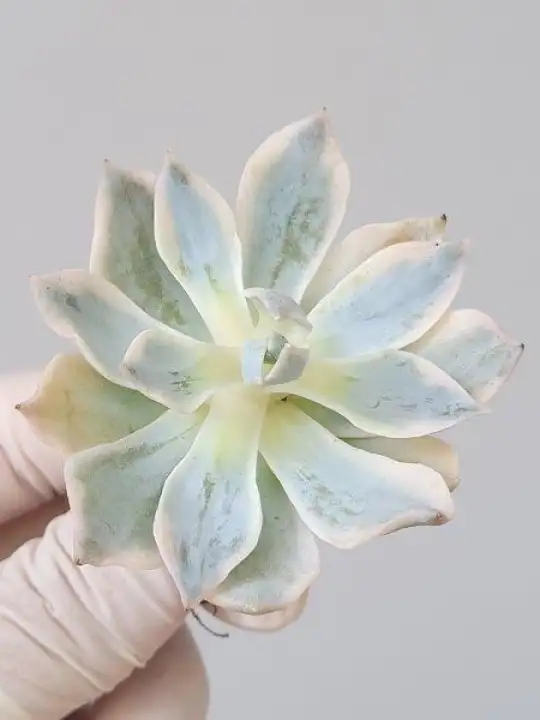 皮氏石莲锦 Echeveria Subsessilis Variegated 5 7cm J498 Lazada