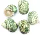 HERMIT CRAB SHELL GREEN TURBO SHELL (S) SIZE. 
