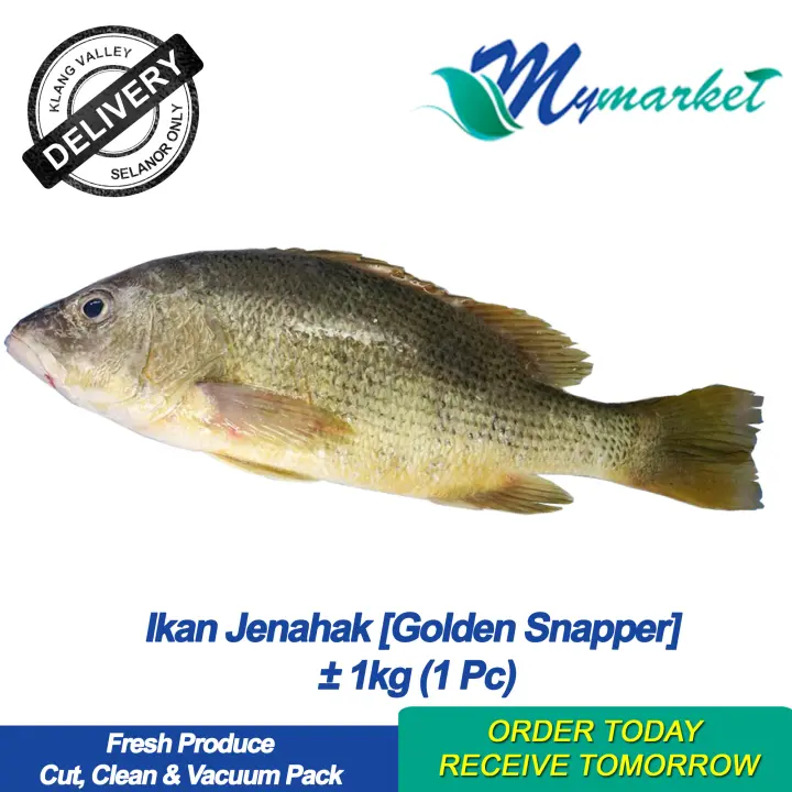 Snappers Lutjaninae Talk About Fish