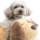 Heartbeat Anxiety Training Toy Puppy Aid Sleep Behavioral Comfortable Dog Relief Pet Snuggle Doll Plush Durable Cute. 