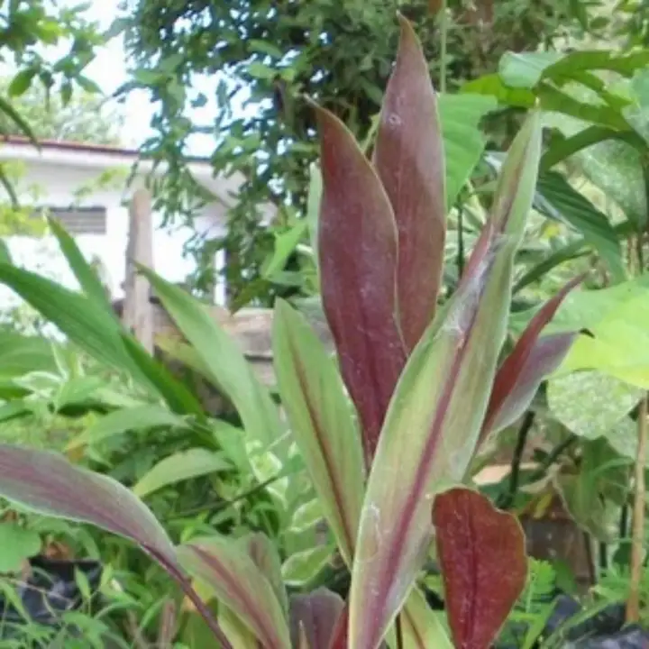Pokok Kunyit Merah Lazada