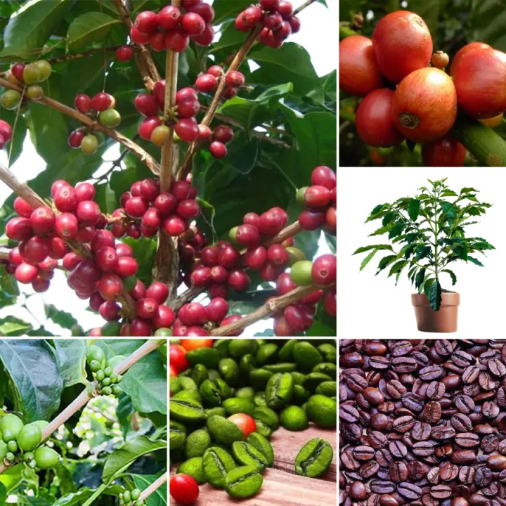30 Pcs Coffee Tree Seed Bean Fruit Plant Balcony Garden Potted Planting Kopi Benih Pokok Buah Biji Benih Easy Grown In Malaysia Gardening Decoration Bonsai Live Lazada