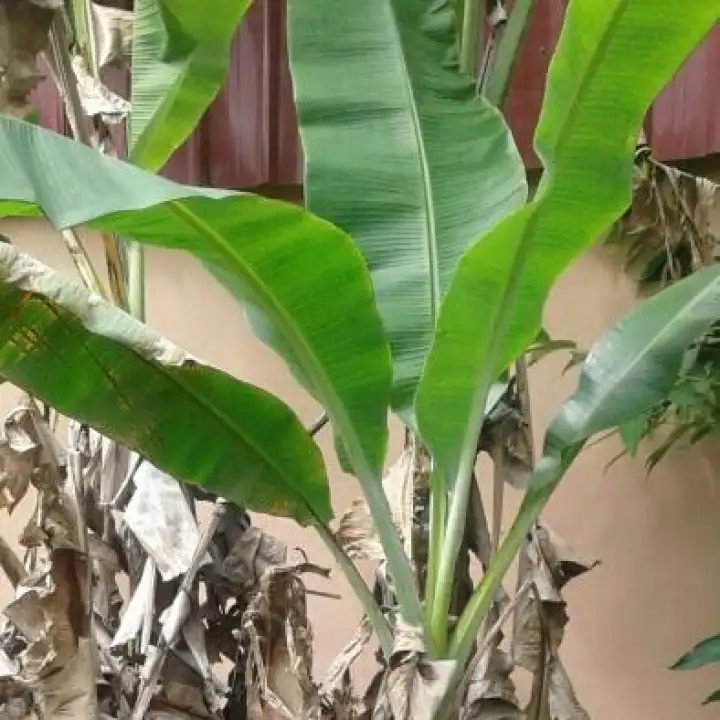 Anak Pokok Pisang Berangan Lazada