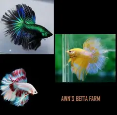 Live Fish Ikan Laga Betta Blue Dragon Green Dragon Super Blue Super Green Randompick Lazada