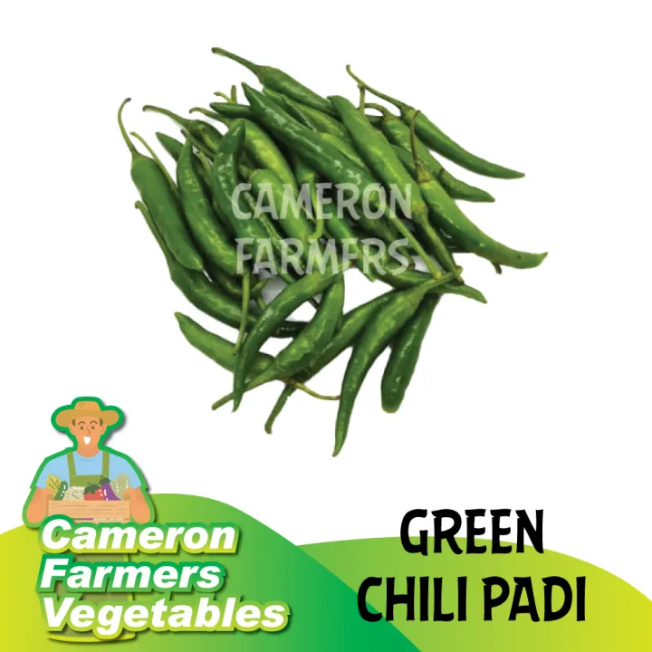 Green Chili Padi Fresh 80gm Cili Padi Hijau Sayur Segar Lazada