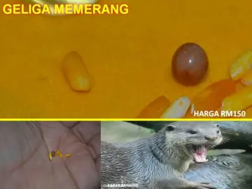 Beli Memerang Pada Harga Terendah Lazada Com My