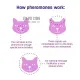 Feliway Classic Diffuser+Refill 30 Days Starter Kit Plug-In for Cat (48ml). 