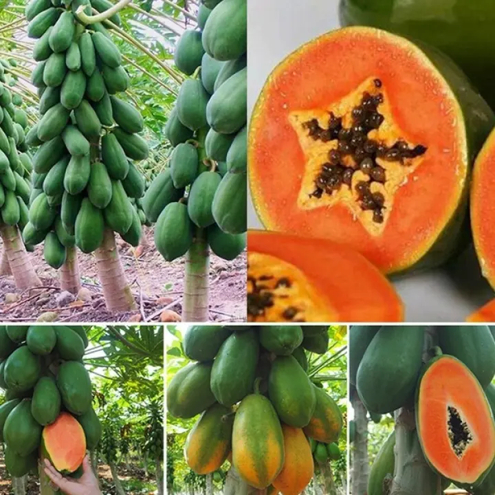 show original title Details about  / 8pcs maradol papaya seeds vegetables fruits home garden outdoor plants