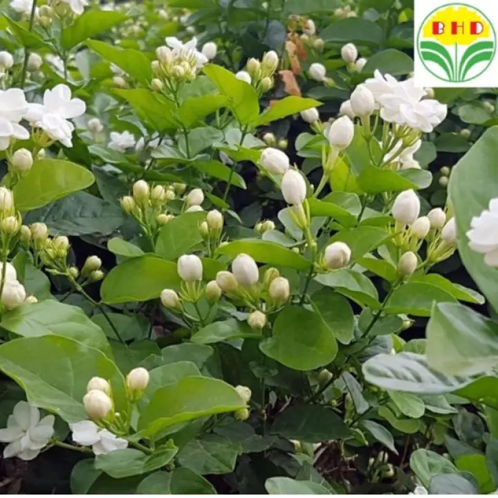 Malaysia Stock Real Plants Fragrant Jasmine Plant Jasminum Sambac Arabia Jasmine Flower Mogra Fragrant Pokok Bunga Melur 茉莉花树 Lazada
