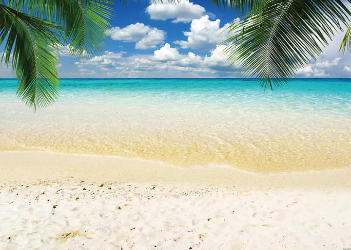 7x5ft Tropical Beach with Palm Tree Background Sandy Shore Seascape Backdrop for Photography Photo Studio Props Vacation Paradise Holiday Tour Travel Photoshoot Backgrounds Poster Wallpaper 
