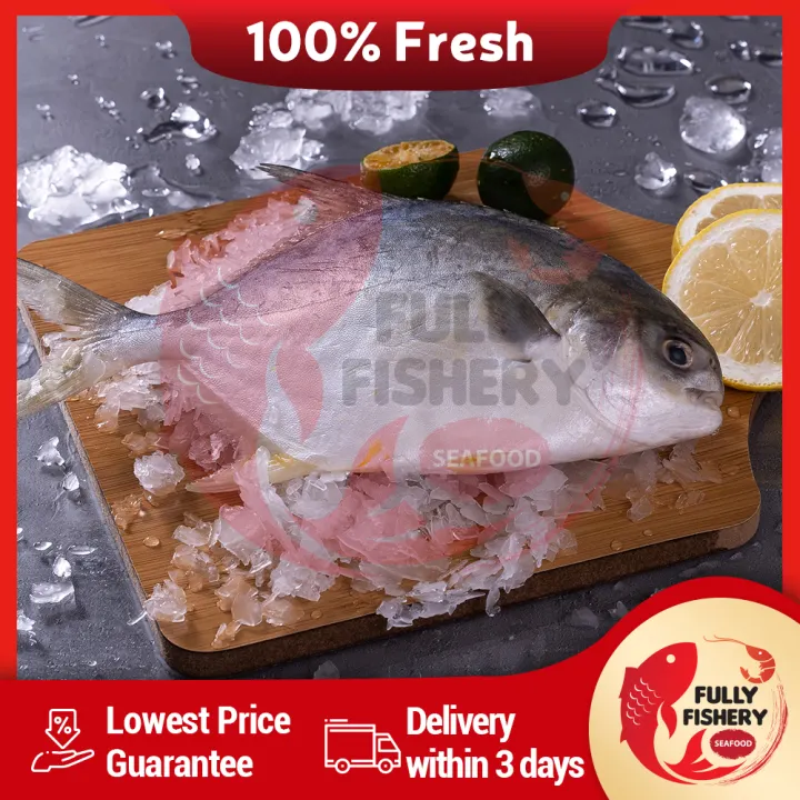 Buy 1 Free 1 Promo Fully Fishery Bawal Emas 200 300 200 300gm Per Pcs With Inner Inside Lazada