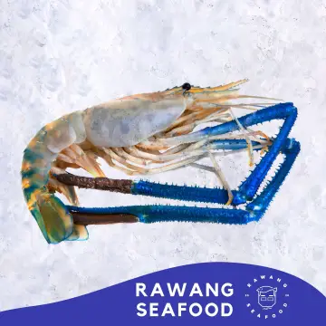 Beli Makanan Udang Galah Pada Harga Terendah Lazada Com My