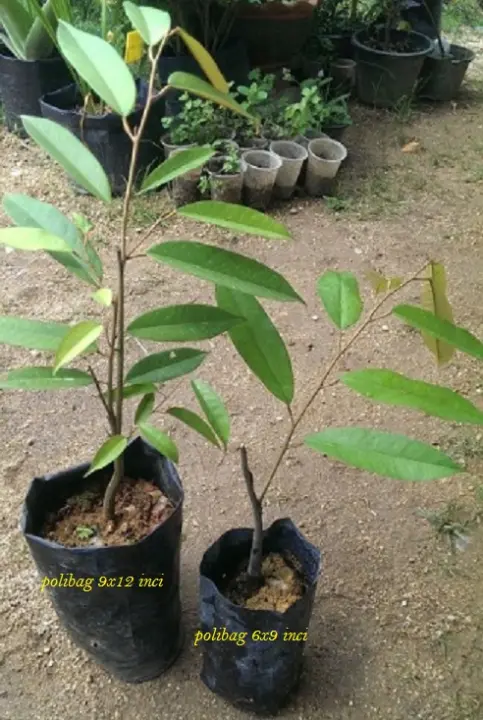 Anak Pokok Durian Musang King D197 Polibag 9x12 Lazada