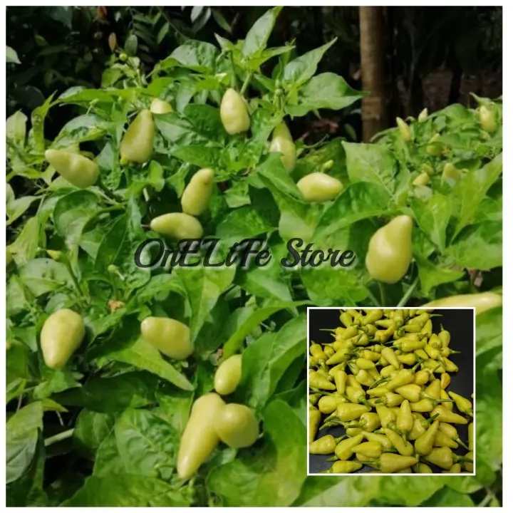 20 Biji Benih Cili Padi Putih White Bird S Eyes Chillies Seeds Lazada