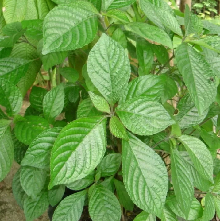 Pokok Pecah Kaca Pecah Beling Lazada
