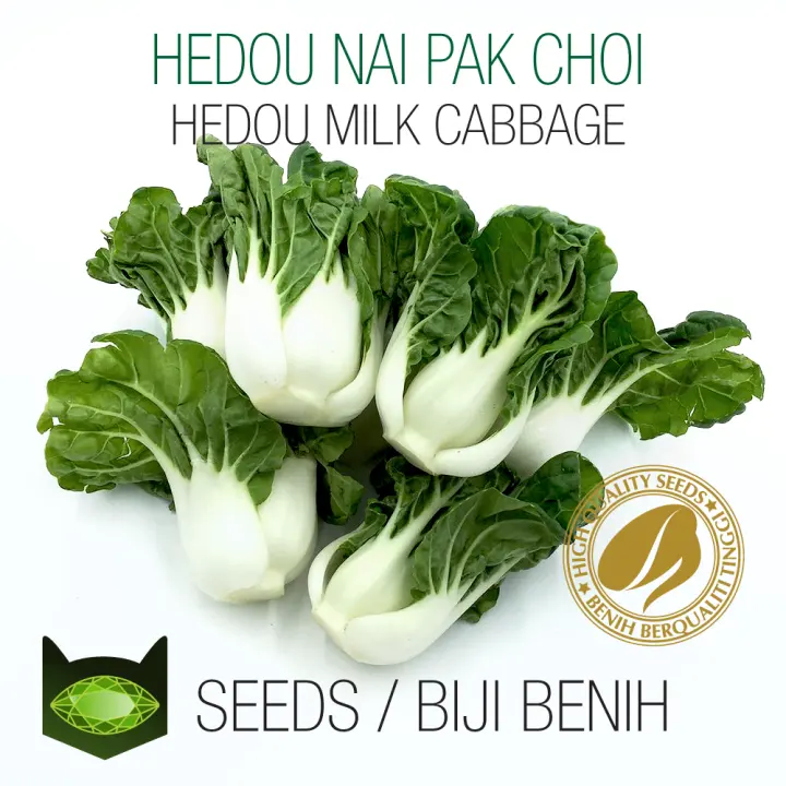 7000 Biji Benih Hedou Nai Pak Choi Benih Bermutu Tinggi Hedou Nai Bok Choy Seeds Hedou Milk Cabbage Dwarf Nai Bok Choy High Yield Seeds 鹤斗奶白菜 矮脚奶白菜 高产种子 Lazada