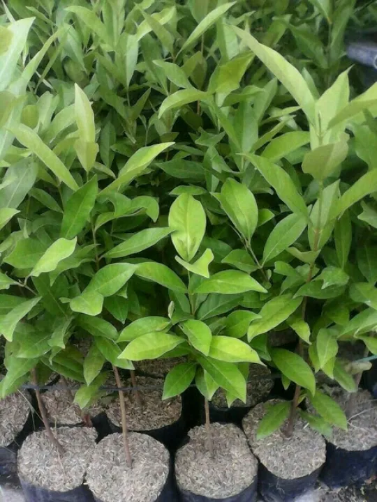 Anak Pokok Daun Salam Bay Leave Lazada
