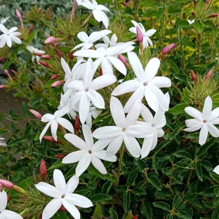 Jasmine Polyanthum Officiale Hemsleyi White Flower Real Life Plant With Poly Bag Pokok Bunga Melur Jasmine Hidup Lazada