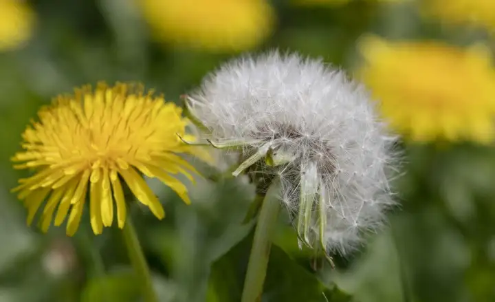 Dandelion Herbs Seeds Taraxacum Officinale Lazada