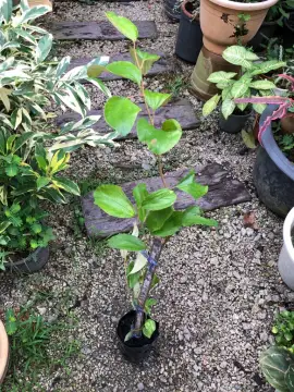 Beli Pokok Bidara Pada Harga Terendah Lazada Com My