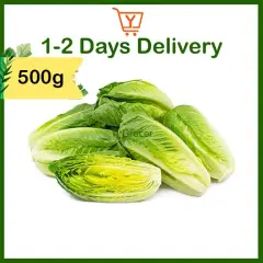 China Long Cabbage Kobis Panjang 1kg Lazada