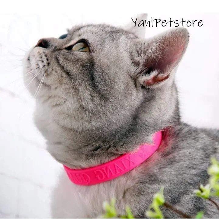 🔥HOT DEAL🔥 Adjustable Pink Pet Cat Kitten Collar Neck Strap Remedy Anti  Flea Mite Acari Tick / Rantai leher kucing pink untuk nyah kutu, nyah hama  dan 