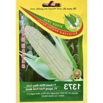 Beli benih jagung susu manis Pada Harga Terendah  Lazada.com.my