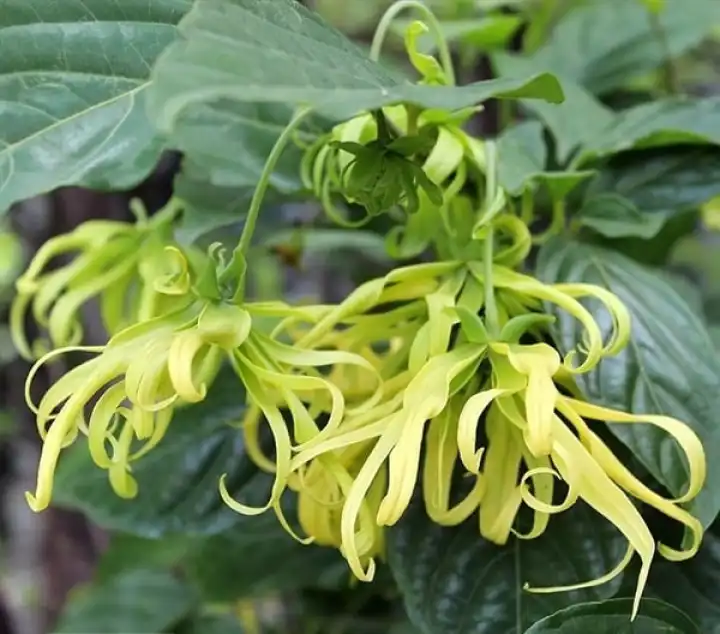 Fragrance Flower Pokok Bunga Kenanga Cananga Odorata Live Plant Bunga Wangi Lazada