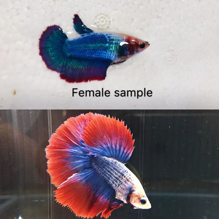 Ikan Laga Betta Mascot Halfmoon Pair Male Female Lazada