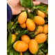 Cây thanh trà ngọt cao 70cm ra trái sau 6 tháng.. 