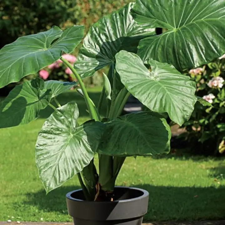 Benih Pokok Alocasia Adora Elephant Ear Keladi Telinga Gajah Lazada