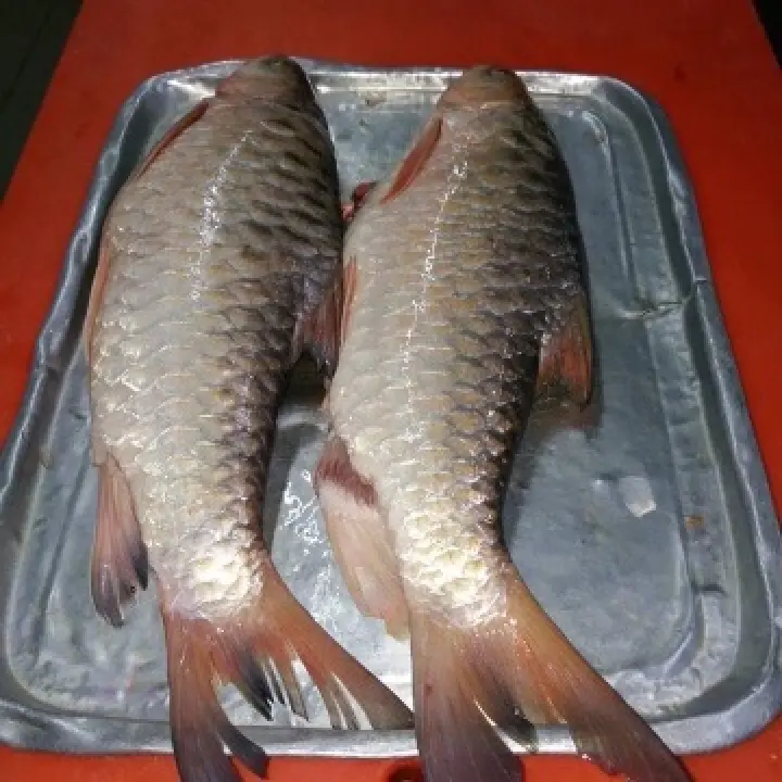 Ipoh Seafood Ikan Kelah Merah 2kg 2 3kg From Sg Rejang Sarawak 红吉罗 Free Shipping Lazada